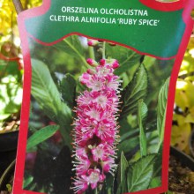 Orszelina olcholistna (Clethra alnifolia) Ruby Spice c2 zdjęcie 1
