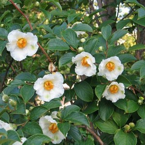 Stewarcja kameliowata (Stewartia pseudocamelia) c7,5 zdjęcie 1