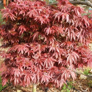 Klon palmowy szczepiony (Acer palm.) Shaina c4 zdjęcie 1