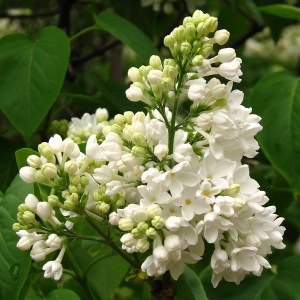 Bez - lilak - Syringa Excellent zdjęcie 1