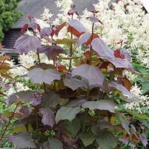 Katalpa, surmia (Catalpa x erubescens) Purpurea c7 zdjęcie 7