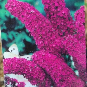 Budleja Dawida (Buddleja davidii) Nanho Purple c3 zdjęcie 1