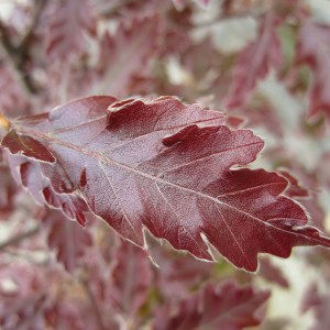 Buk pospolity (Fagus sylvatica) Rohanii zdjęcie 1