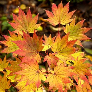 Klon Shirasawy (Acer shirasawum) Jordan c3 zdjęcie 1