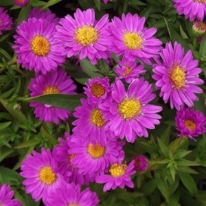 Aster krzaczasty (Aster dumosus) Heinz Richard zdjęcie 1