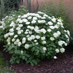 Hortensja drzewiasta (Hydrangea arbor.) Annabelle c3 zdjęcie 1