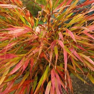 Trawa bambusowa (Hakonechloa macra) Nicolas zdjęcie 1