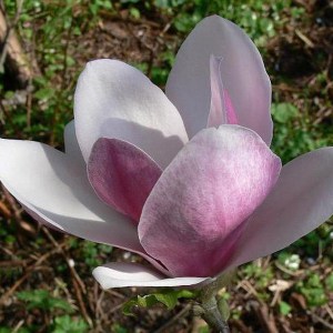 Magnolia Fragrant Cloud c3 zdjęcie 1