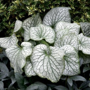 Brunera wielkolistna (Brunnera) Alexander's Great 1