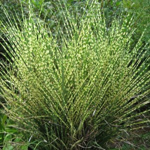 Miskant chiński (Miscanthus chinensis) Gold Bar zdjęcie 1