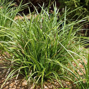 Trawa turzyca Morrowa (Carex morrowii) Ice Dance zdjęcie 1