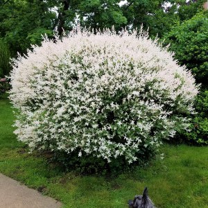 Wierzba (Salix integra) Hakuro Nishiki c3 zdjęcie 1