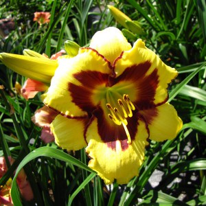 Liliowiec (Hemerocallis) El Desperado c3 zdjęcie 1