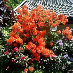Azalia wielkokwiatowa (Azalea) Feuerwerk c3 zdjęcie 1