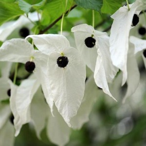 Dawidia chińska (Davidia involucrata) c3 zdjęcie 1