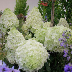 Hortensja bukietowa Polar Bear Hydrangea c3 zdjęcie