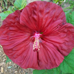 Hibiskus bylinowy (Hibiscus moscheutos) Robert Fleming zdjęcie