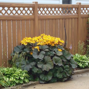 Języczka pomarańczowa (Ligularia dentata) Othello zdjęcie 1