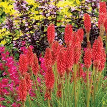 Trytoma (Kniphofia) Redhot Popsicle zdjęcie 1