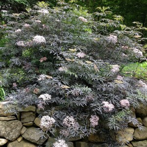 Bez czarny (Sambucus nigra) Black Lace c2 zdjęcie 1