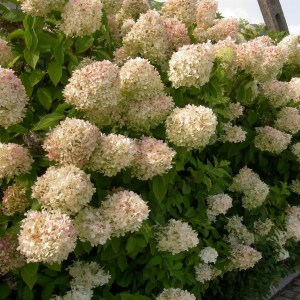 Hortensja bukietowa (Hydrangea paniculata) Grandiflora c3 zdjęcie 1