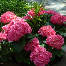 Hortensja ogrodowa (Hydrangea macrophylla) Leuchtfeuer sadzonka zdjęcie 1
