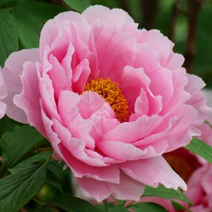 Piwonia drzewiasta (Paeonia suffruticosa) odm. chińska różowa zdjęcie 1