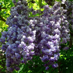 Wisteria kwiecista (Wisteria floribunda) Violacea Plena (syn. Black Dragon) 1