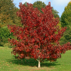 Ambrowiec amerykański (Liquidambar) Worplesdon c4 zdjęcie 1