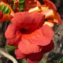 Milin amerykański (Campsis) Flamenco - roślina pnąca zdjęcie 1