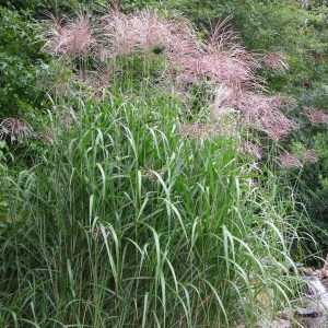 Miskant olbrzymi (Miscanthus giganteus) Floridulus zdjęcie 1