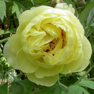 Piwonia drzewiasta (Paeonia suffruticosa) odm. chińska żółta zdjęcie 1