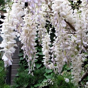 Glicynia Longissima Alba, wisteria Shiro-noda zdjęcie 1