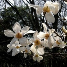 Magnolia japońska (Magnolia kobus) c4 zdjęcie 1