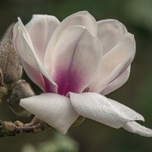Magnolia Athene c3 zdjęcie 1