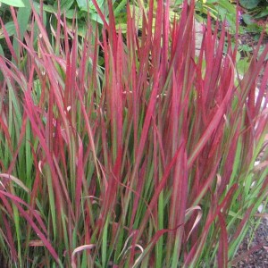 Trawa czerwona (Imperata) Red Baron zdjęcie