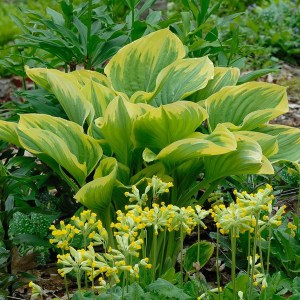 Funkia (Hosta) Liberty zdjęcie 1