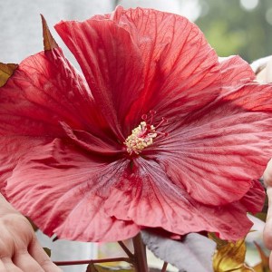 Hibiskus bylinowy (Hibiscus moscheutos) Carousel Giant Red zdjęcie 1