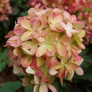 Hydrangea paniculata (Hydrangea paniculata) Graffiti c3 zdjęcie 1