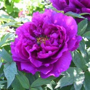 Piwonia drzewiasta (Paeonia suffruticosa) odm. chińska purpurowa zdjęcie 1