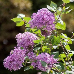 Lilak (Syringa) Bloomerang Bez Pink Perfume c1 zdjęcie 1