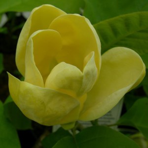Magnolia brooklińska (Magnolia brooklynensis) Yellow Bird c12 zdjęcie 1