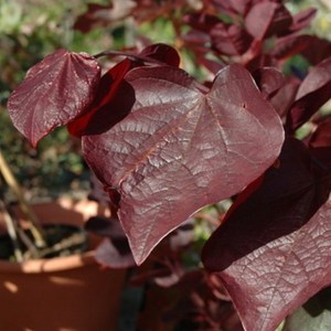 Judaszowiec kanadyjski Forest Pansy c7,5 zdjęcie 1