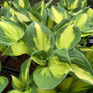 Funkia (Hosta) Color Festival zdjęcie 1