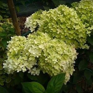 Hydrangea paniculata (Hydrangea paniculata) Magical Andes c2 zdjęcie 1