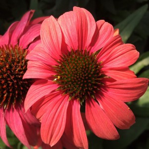 Jeżówka purpurowa Sweet Meadow Mama zdjęcie 1