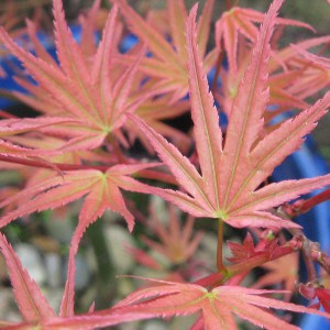 Klon palmowy (Acer palm.) Phoenix c3 c2 zdjęcie 1