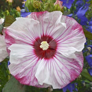 Hibiskus bylinowy (Hibiscus moscheutos) Cherry Cheesecake zdjęcie 1