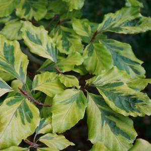 Buk pospolity (Fagus sylvatica) Albovariegata c3 zdjęcie 1