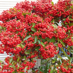 Ognik szkarłatny (Pyracantha coccinea) Red Column c3 zdjęcie 1